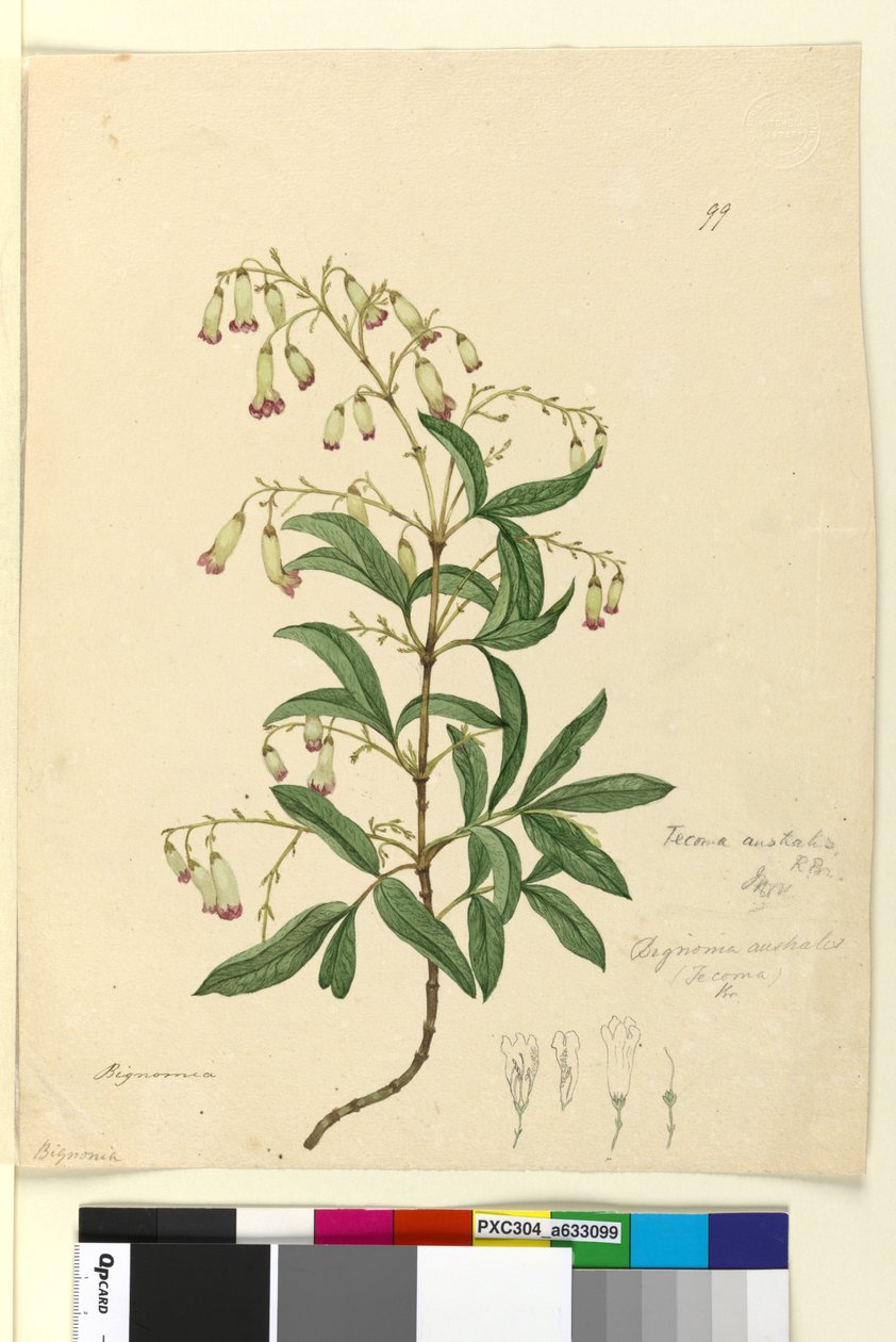 Strana 99. Bignonia australisPandorea pandorana, c.1803-06 (wc, pero, inkoust a tužka) od John William Lewin