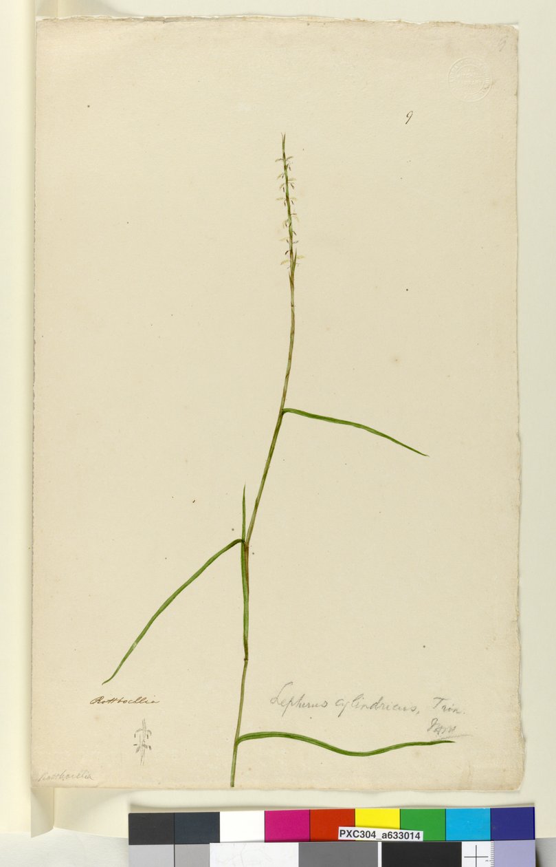 Strana 9. Lepturus cylindricus, c.1803-06 (wc, pero, inkoust a tužka) od John William Lewin
