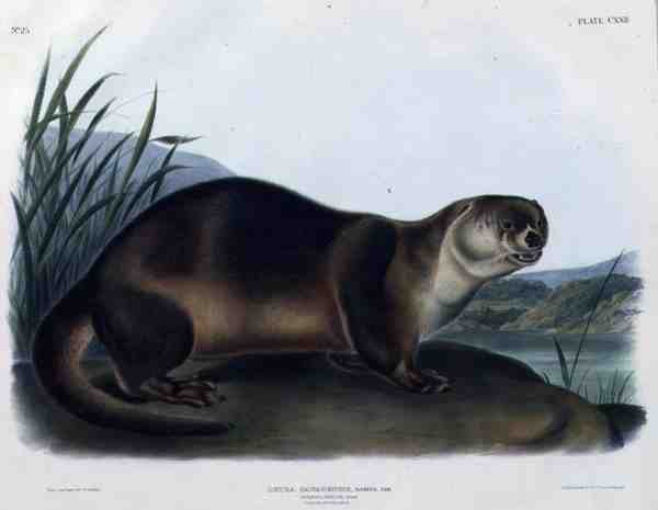 Lutra Canadensis nebo Lataxina Mollis (Canada Otter), deska 122 z „Čtvernožců Severní Ameriky“, vyryl John T. Bowen (1801-c.1856) od John Woodhouse (after) Audubon