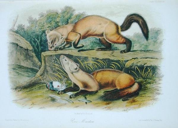 Pine Marten, deska 138 z 