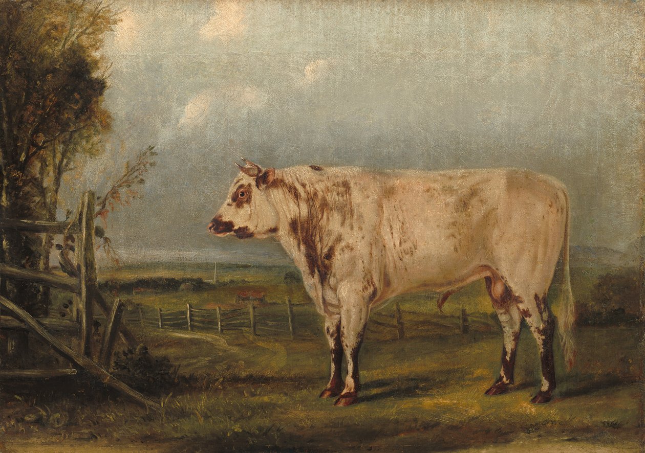Mladý býk od John Woodhouse Audubon
