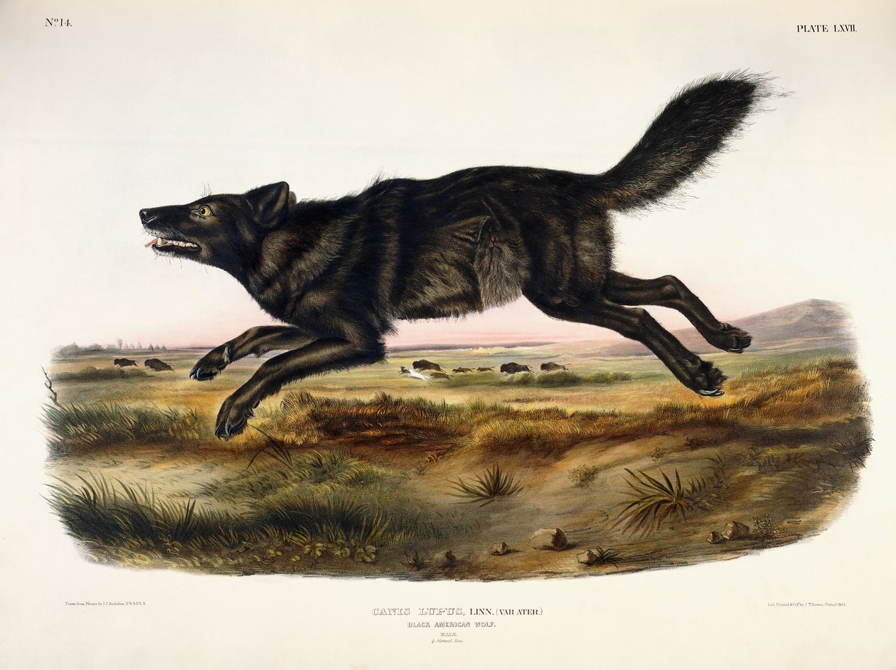 Černý americký vlk, muž, 1845 od John Woodhouse Audubon