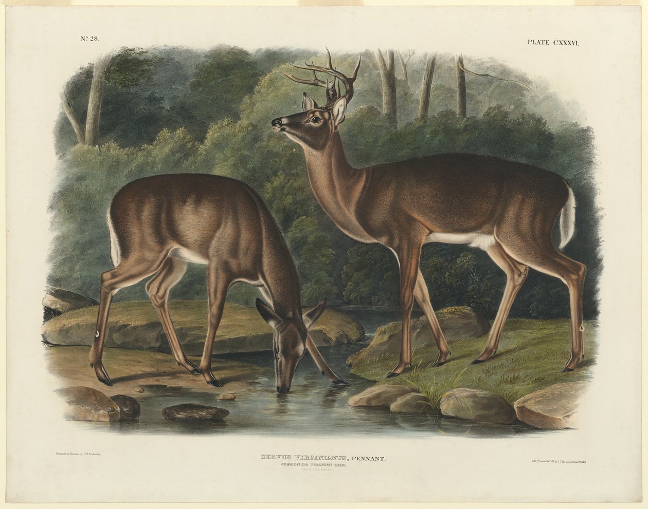 jelen virginský od John Woodhouse Audubon