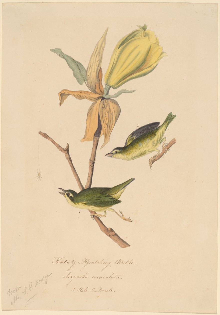 Kentucky Muškař od John Woodhouse Audubon