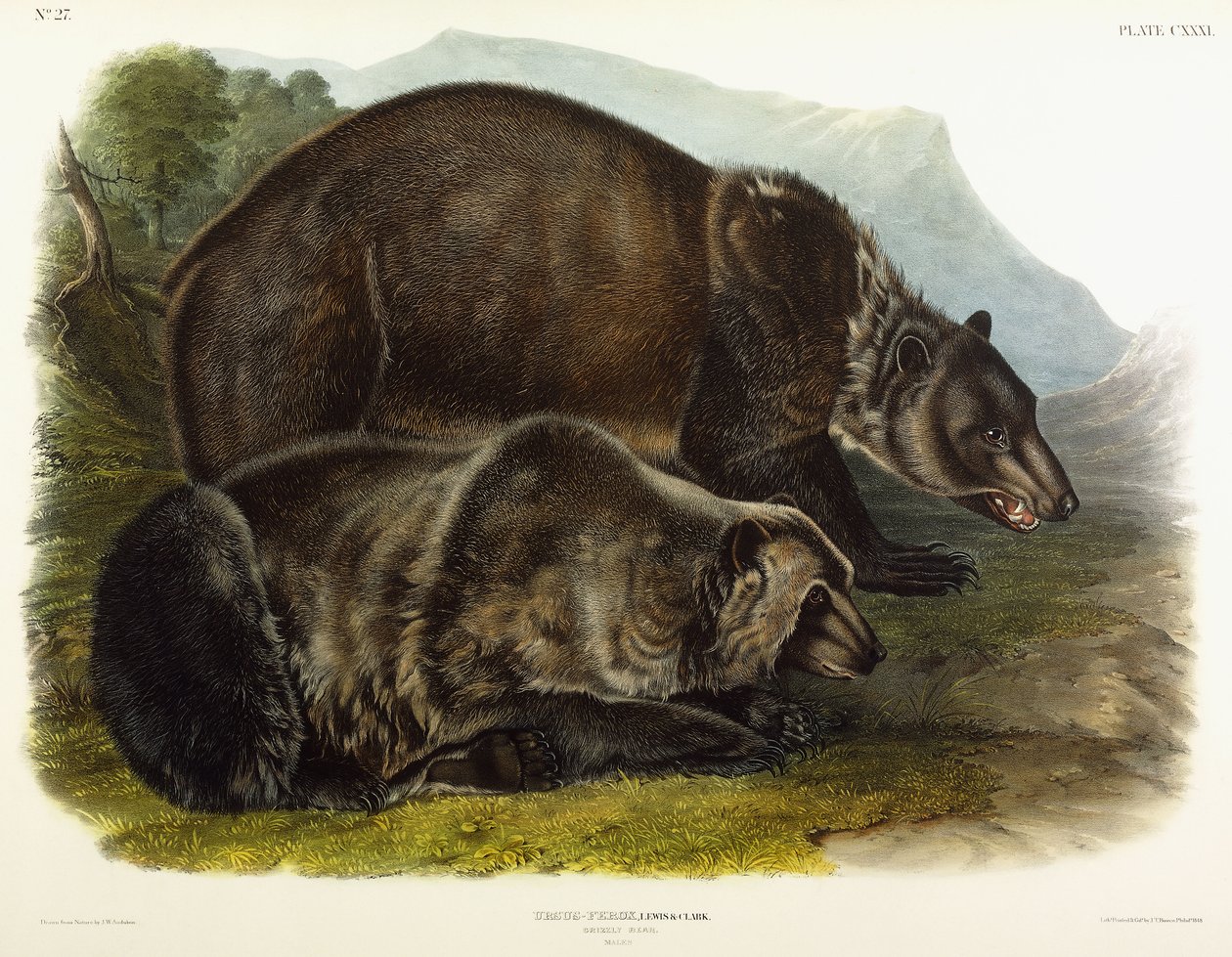 Samec medvěda grizzly, 1848 od John Woodhouse Audubon