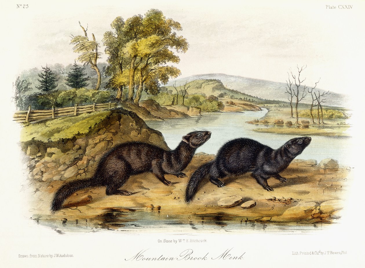 Mountain Brook Mink, asi 1849-1854 od John Woodhouse Audubon