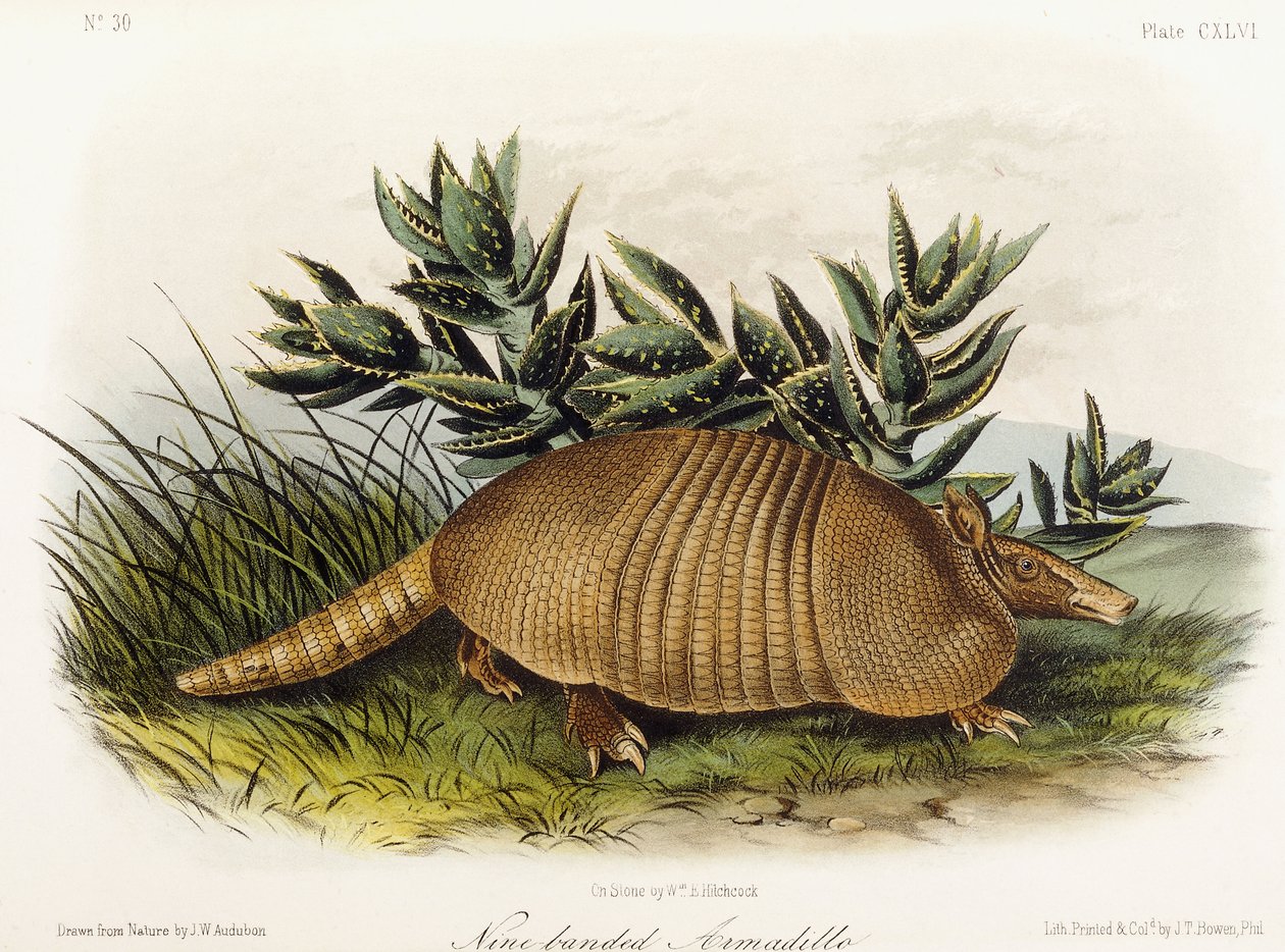 Pásovec devítipásý, 1849-1854 od John Woodhouse Audubon