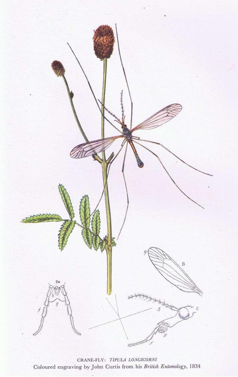 Crane Fly, Nature in Britain vydal Collins, 1946 od John after Curtis