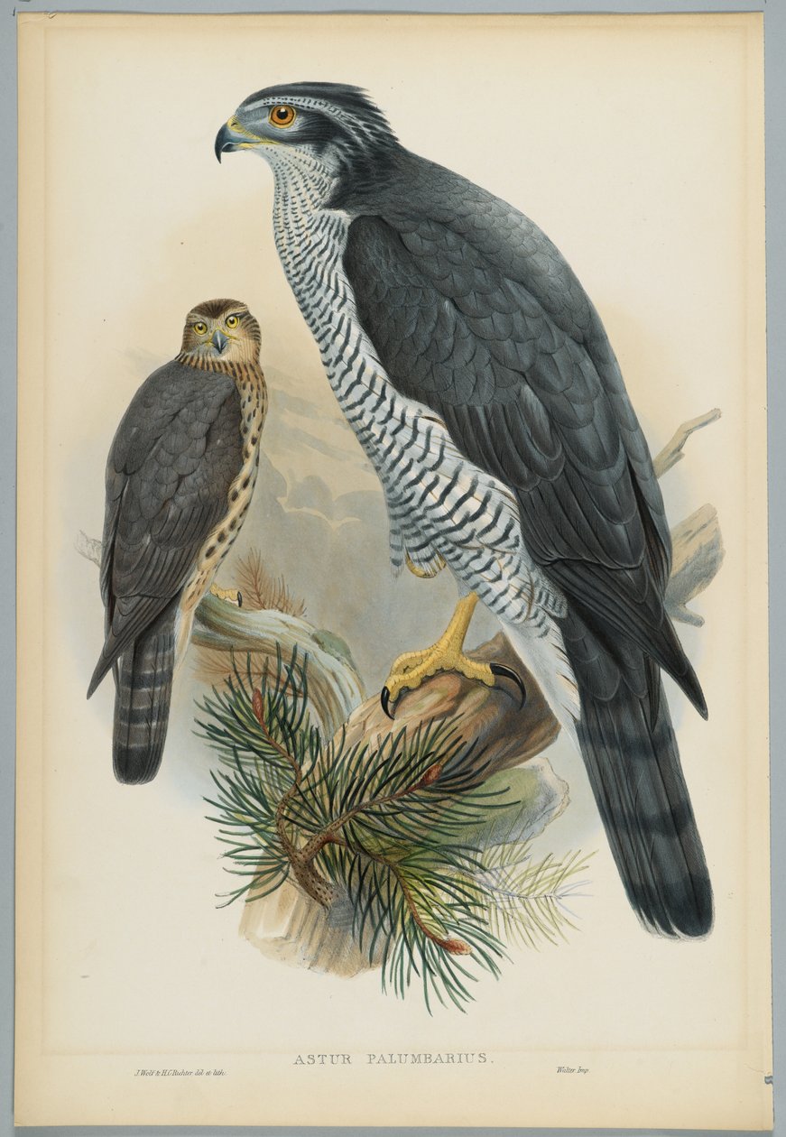 Astur Palumbarius - Goshawk, kreslil J. Wolf, ryl H. C. Richter od John after Gould