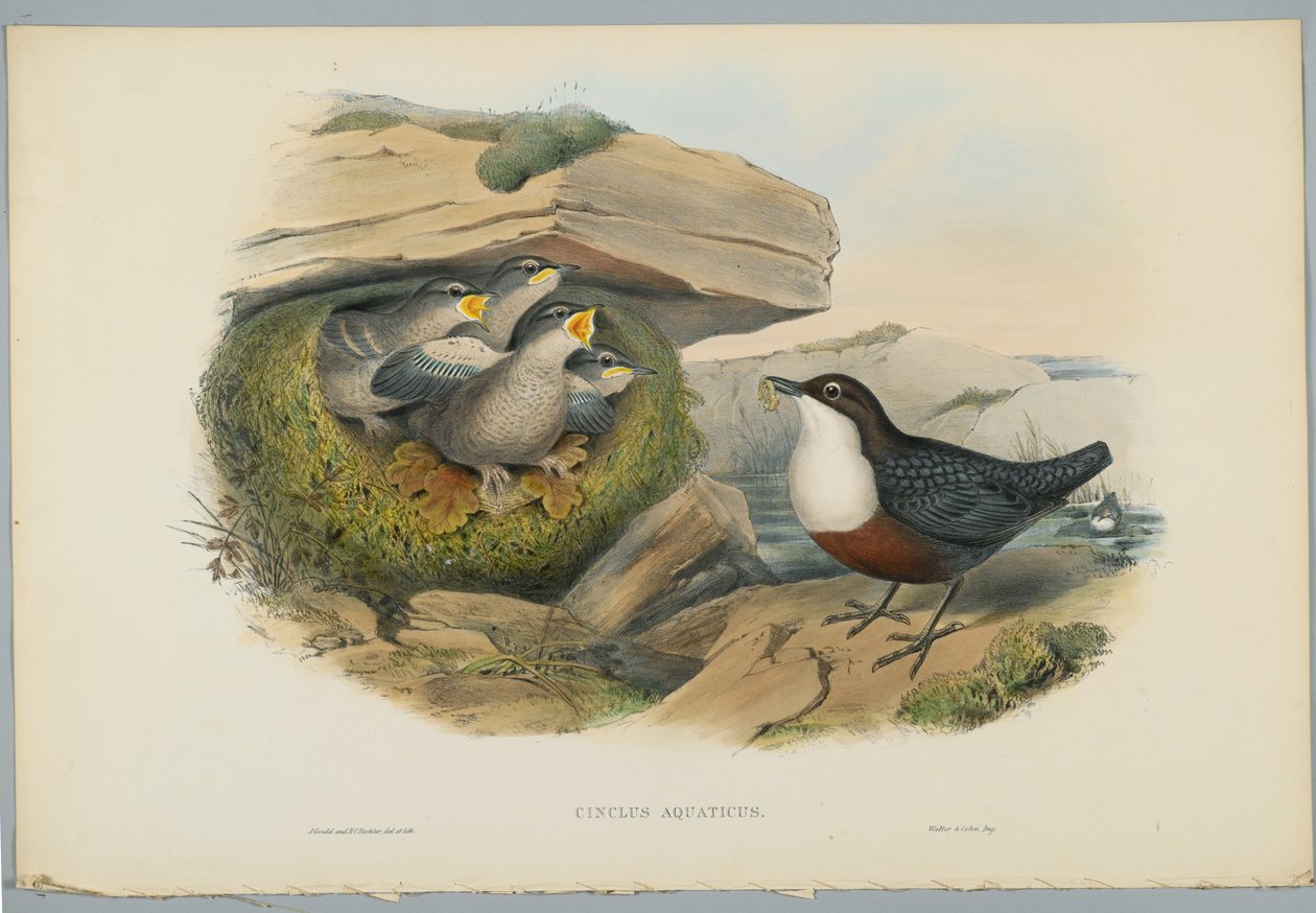 Cinclus Aquaticus - Water Ousel nebo Dipper, vyryl H. C. Richter od John after Gould