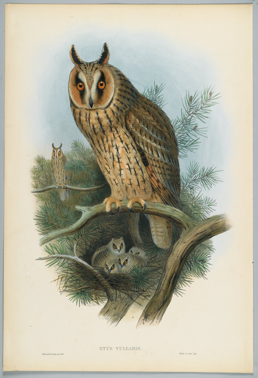 Otus Vulgaris - Sova ušatá, kreslil J. Wolf, ryl H. C. Richter od John after Gould