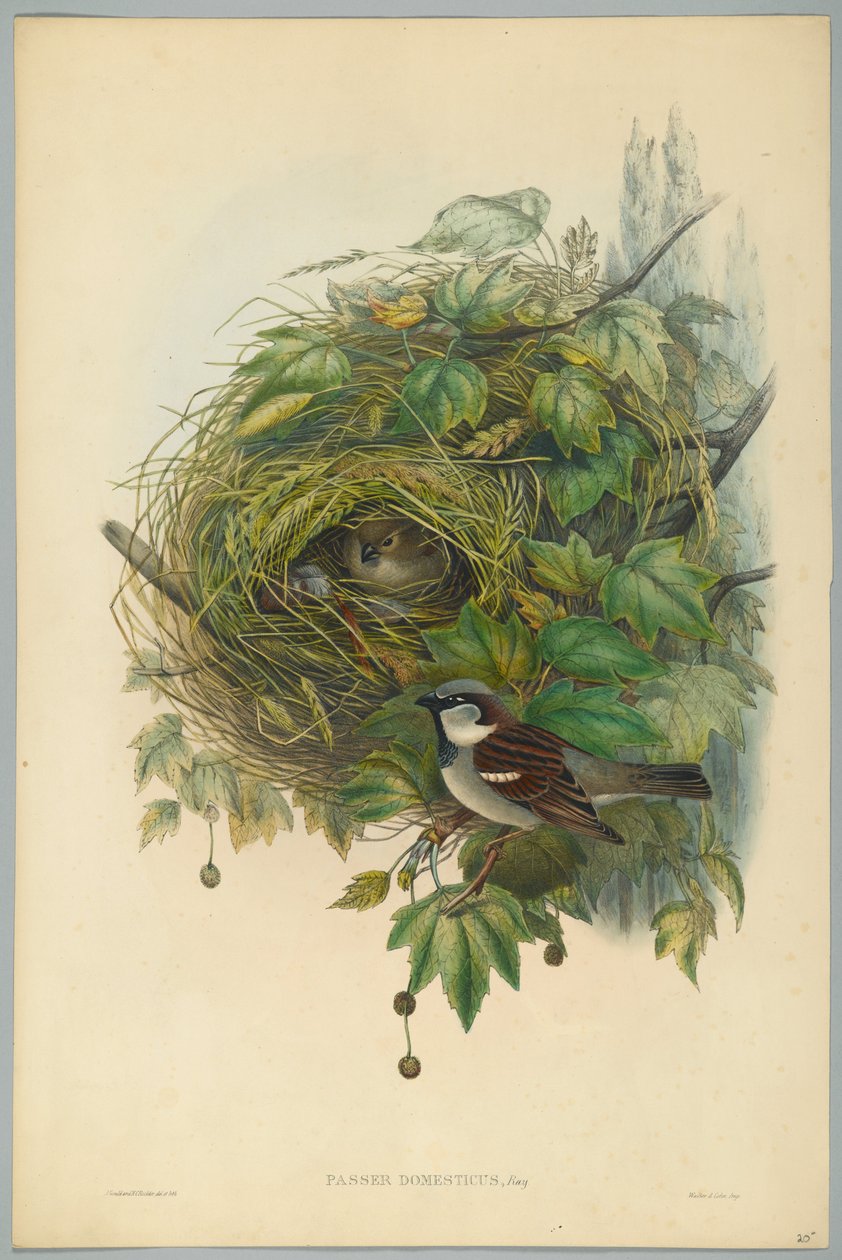 Passer Domesticus - Vrabec domácí, vyryl H. C. Richter od John after Gould