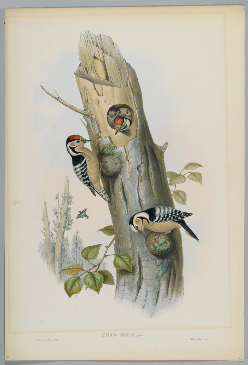 Picus Minor - strakapoud malý, vyryl H. C. Richter od John after Gould