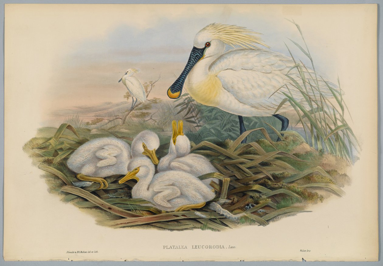 Platalea Leucorodia - Spoonbill and Young, ryl H. C. Richter od John after Gould