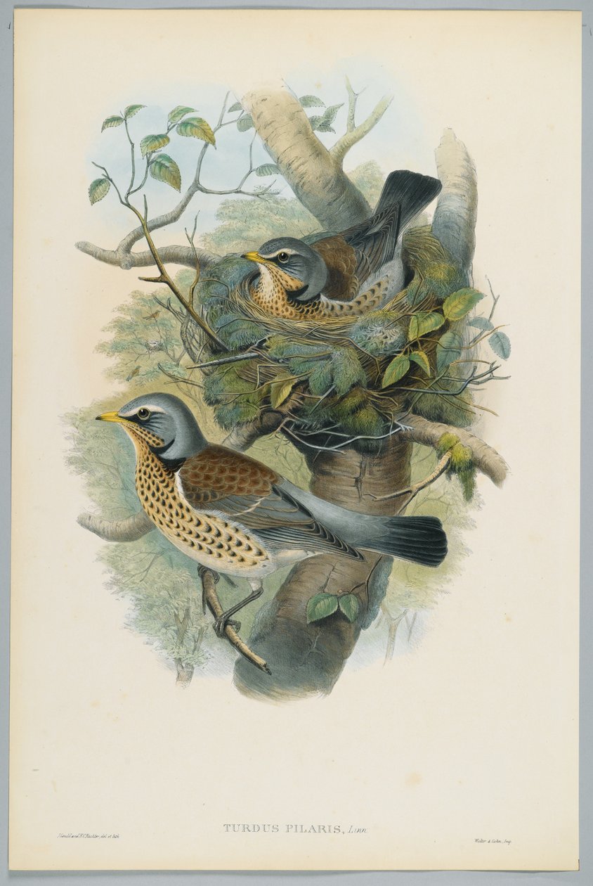 Turdus Pilarus - jalovec jalovcový, ryl H. C. Richter od John after Gould