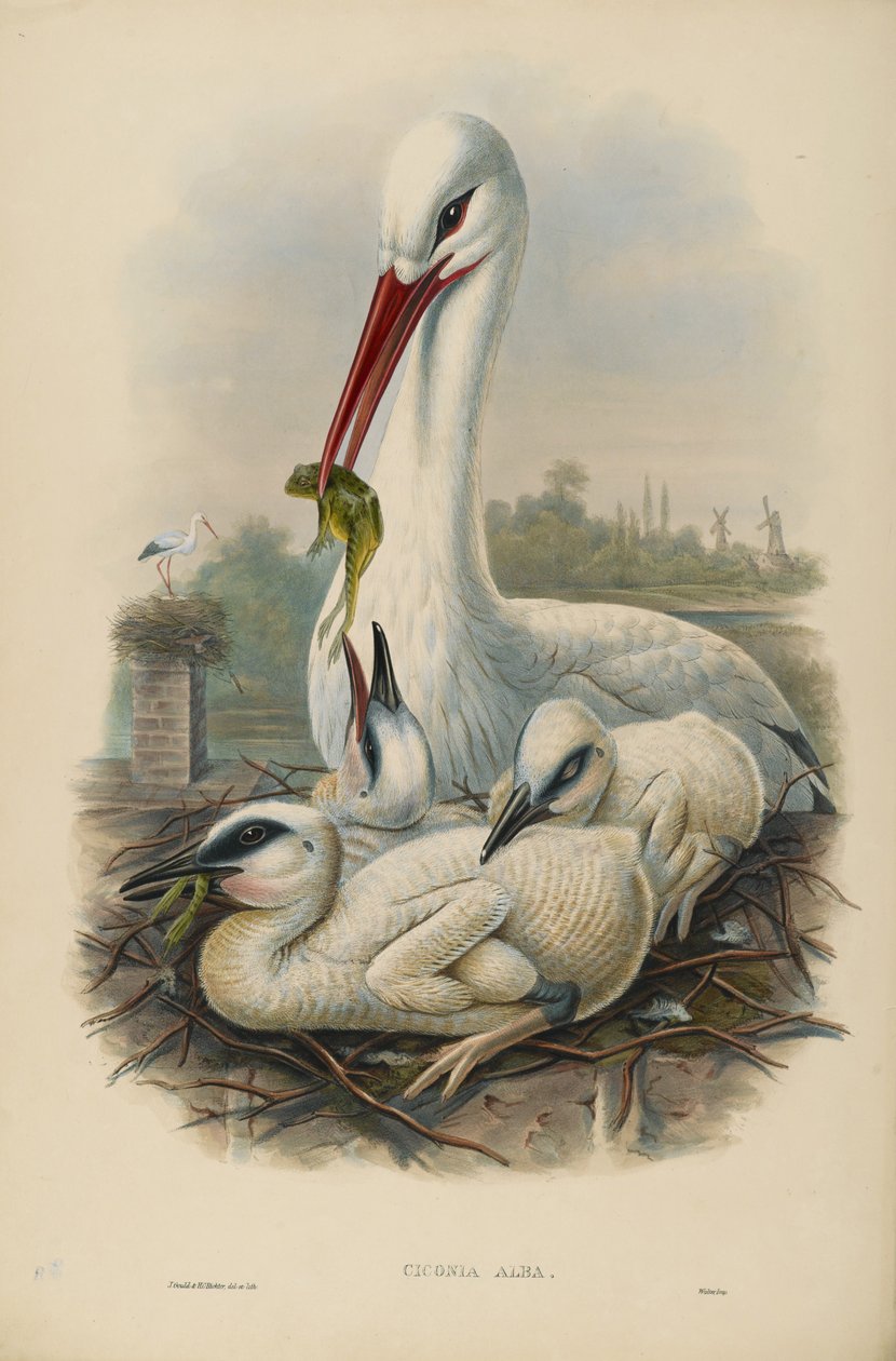 Unbekanntes Bild od John after Gould