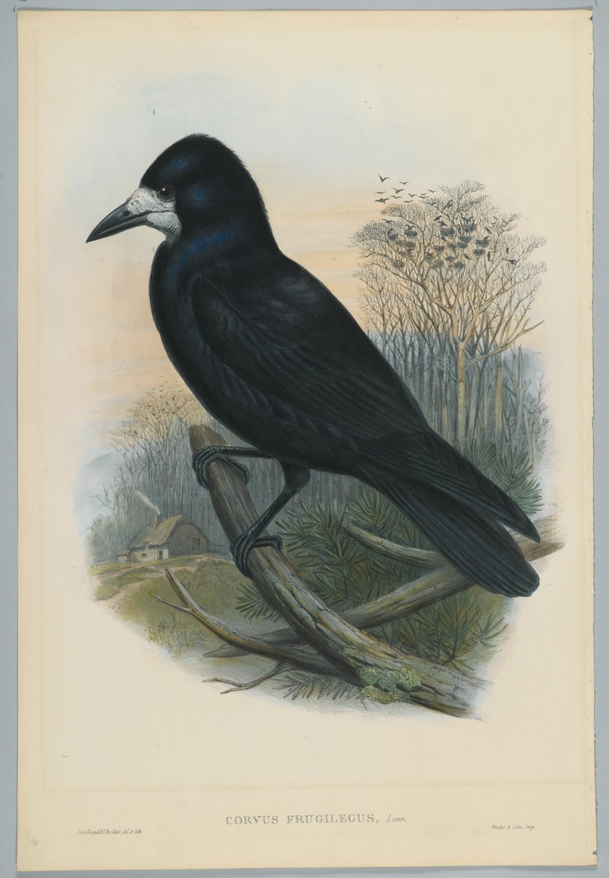 Unbekanntes Bild od John after Gould