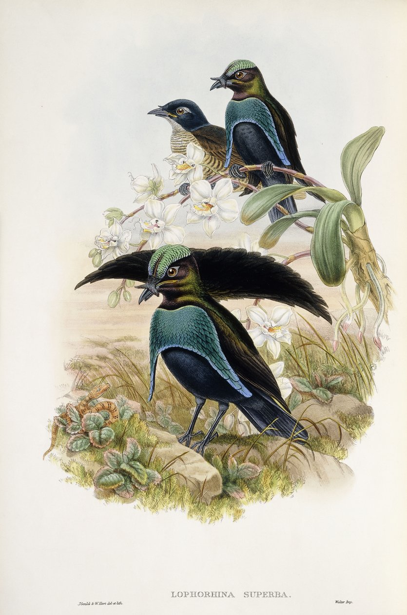 Vynikající Bird of Paradise (Lophorina Superba) od John and Hart William Gould