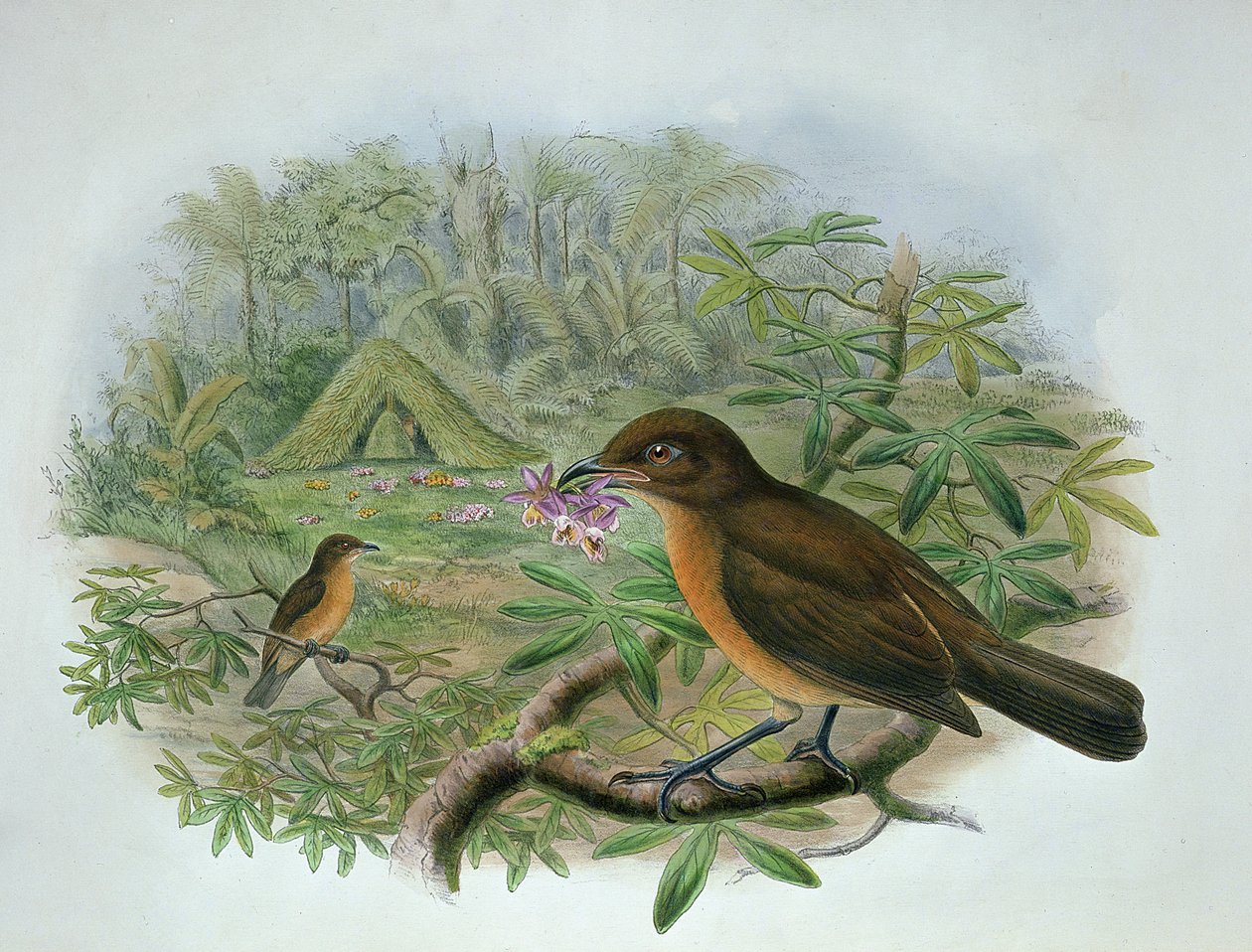 Amblyornis Inornatus, Vogelkop zahradník Bowerbird od John and Hart, William Gould