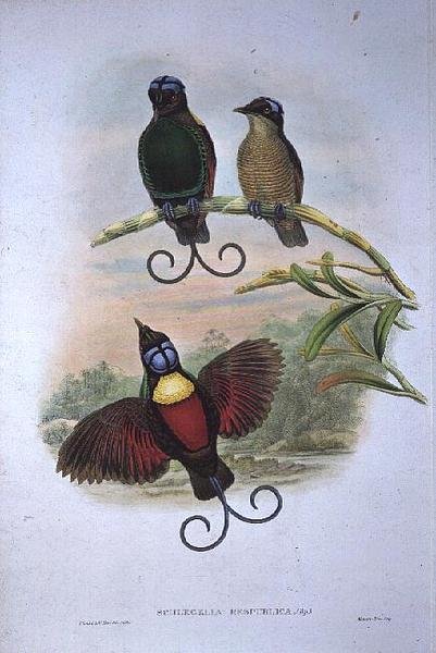 Wilsons Diphyllodes Respuhlica - Rajský pták od John and Hart, William Gould