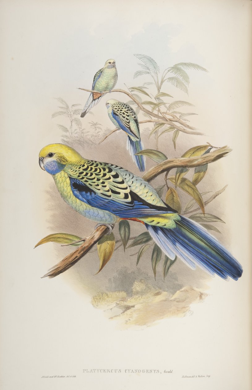 Platycerus cyanogenus, z knihy The Birds of Australia od Johna Goulda, 1840 od John and Richter Gould