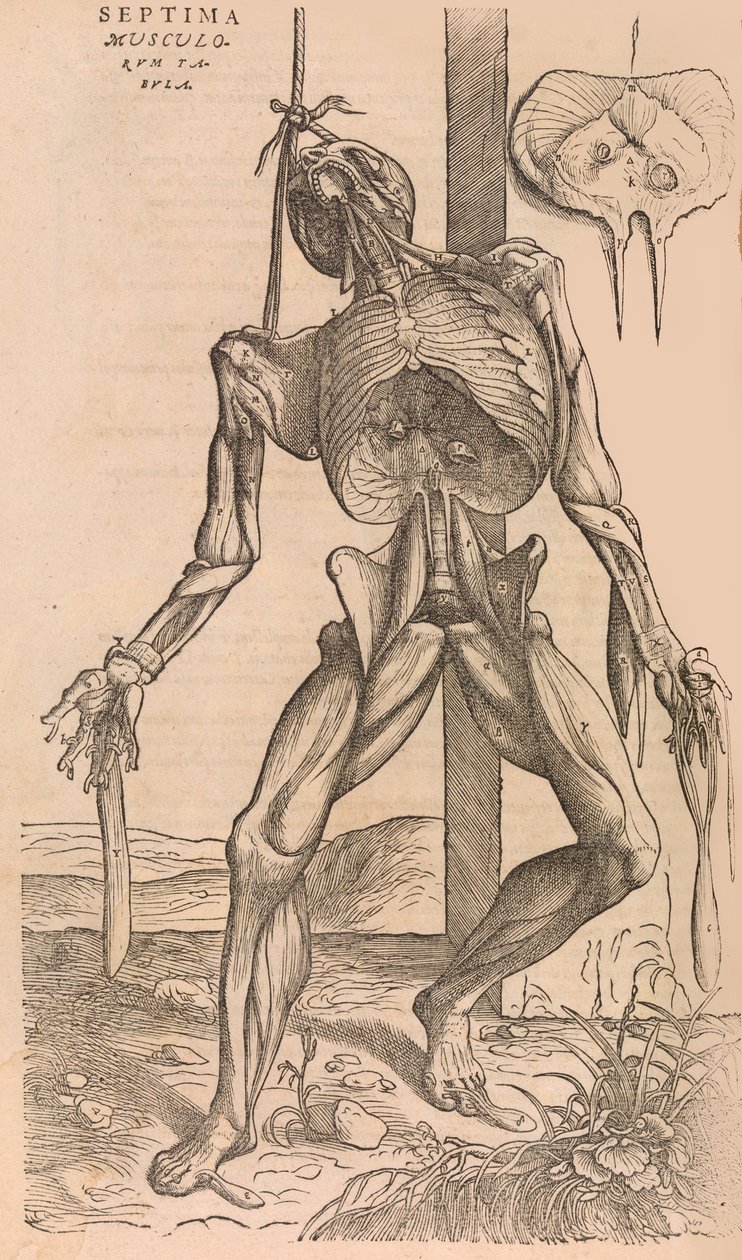 De humani corporis fabrica of the Structure of the Human Body, 1555. od John of Calcar