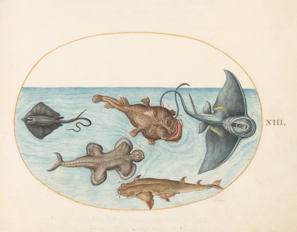Animalia Aqvatilia et Cochiliata (Aqva) - Deska XIII od Joris Hoefnagel