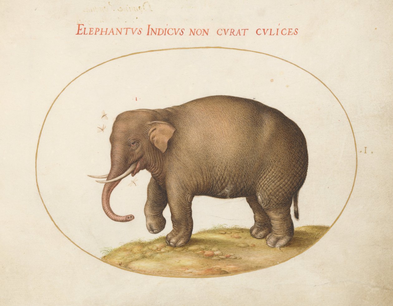 Animalia Qvadrvpedia et Reptilia (Terra) - deska I od Joris Hoefnagel