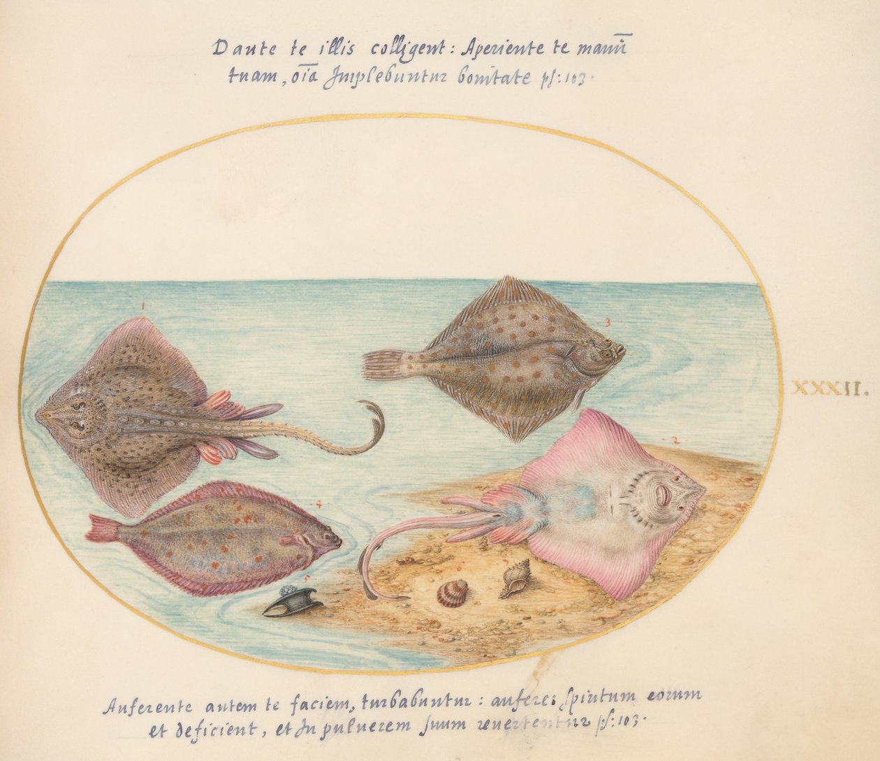 Joris Hoefnagel, Animalia Aqvatilia et Cochiliata (Aqva)- Plate XXXII od Joris Hoefnagel