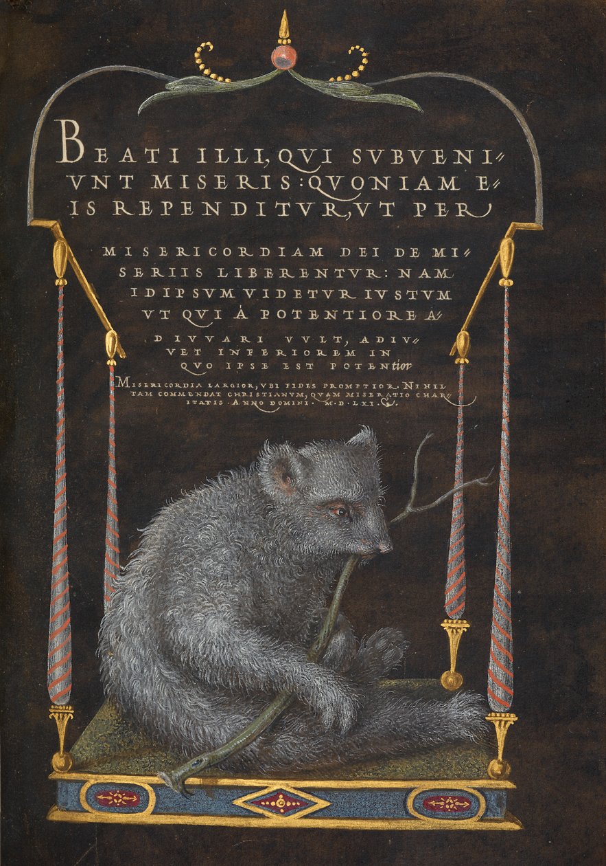 Lenochod od Joris Hoefnagel