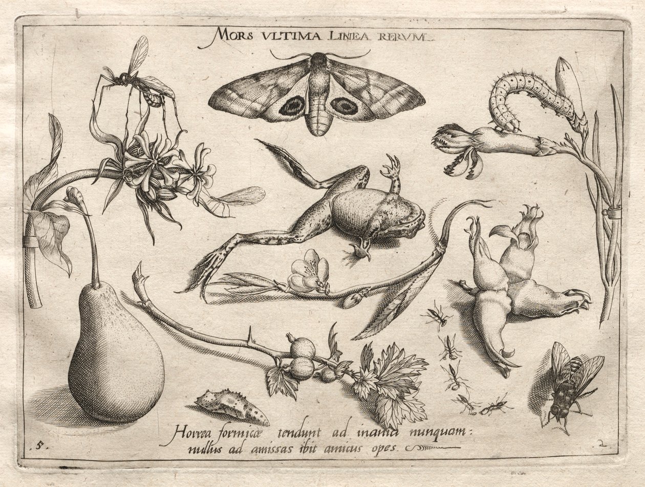 Archetypy a studie: Smrt je čára, která označuje konec celé části II, deska 5, 1592. od Joris Hoefnagel