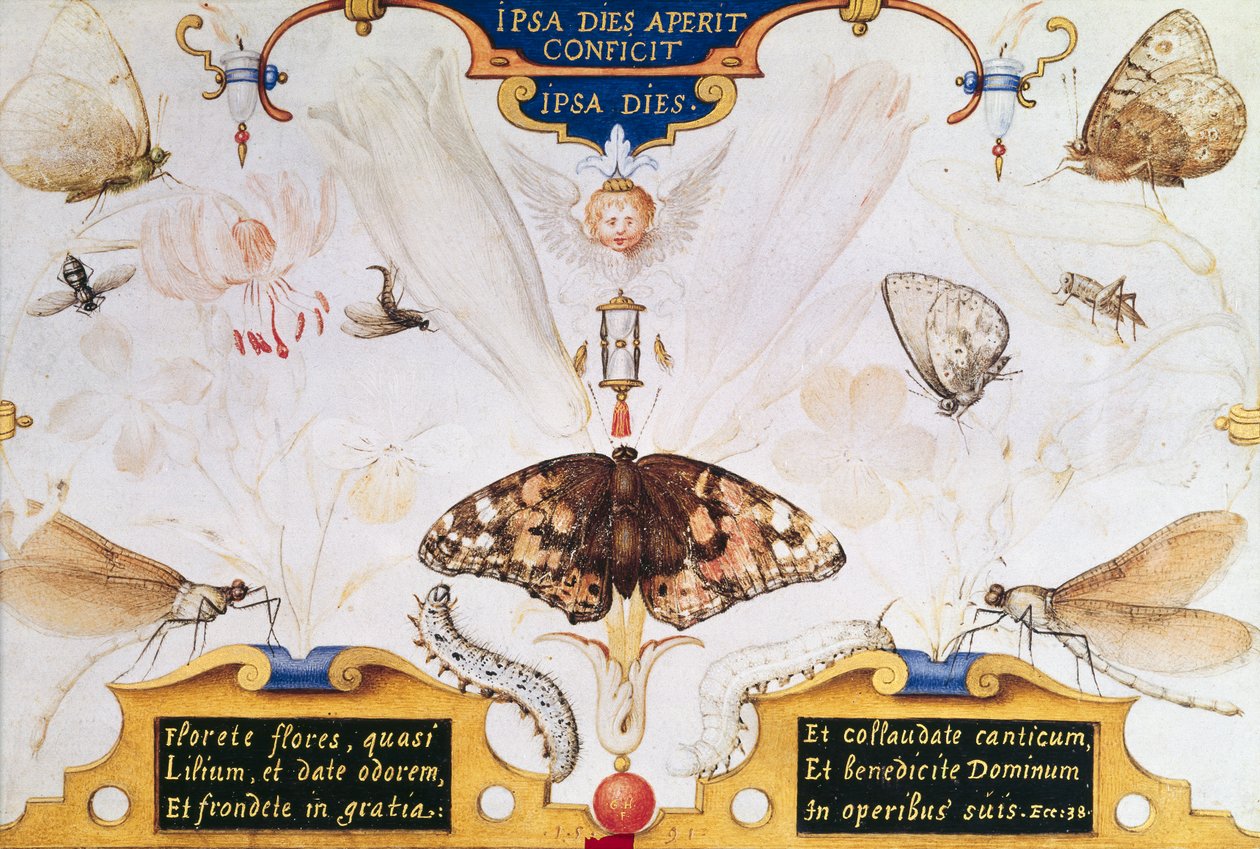 Diptych s květinami a hmyzem, 1591 (marufláž a pergamen na panelu) od Joris Hoefnagel