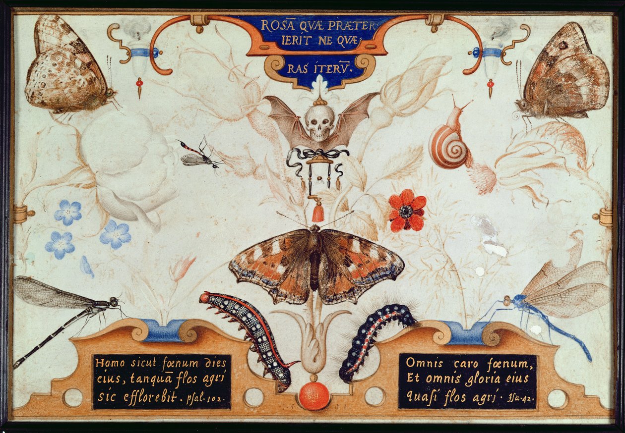 Diptych s květinami a hmyzem, 1591 (marufláž a pergamen na panelu) od Joris Hoefnagel