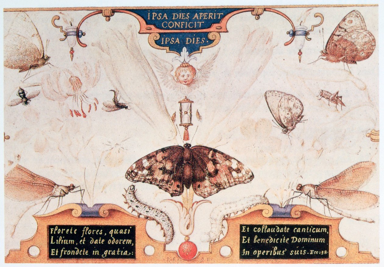 Diptych s květinami a hmyzem, 1591. od Joris Hoefnagel