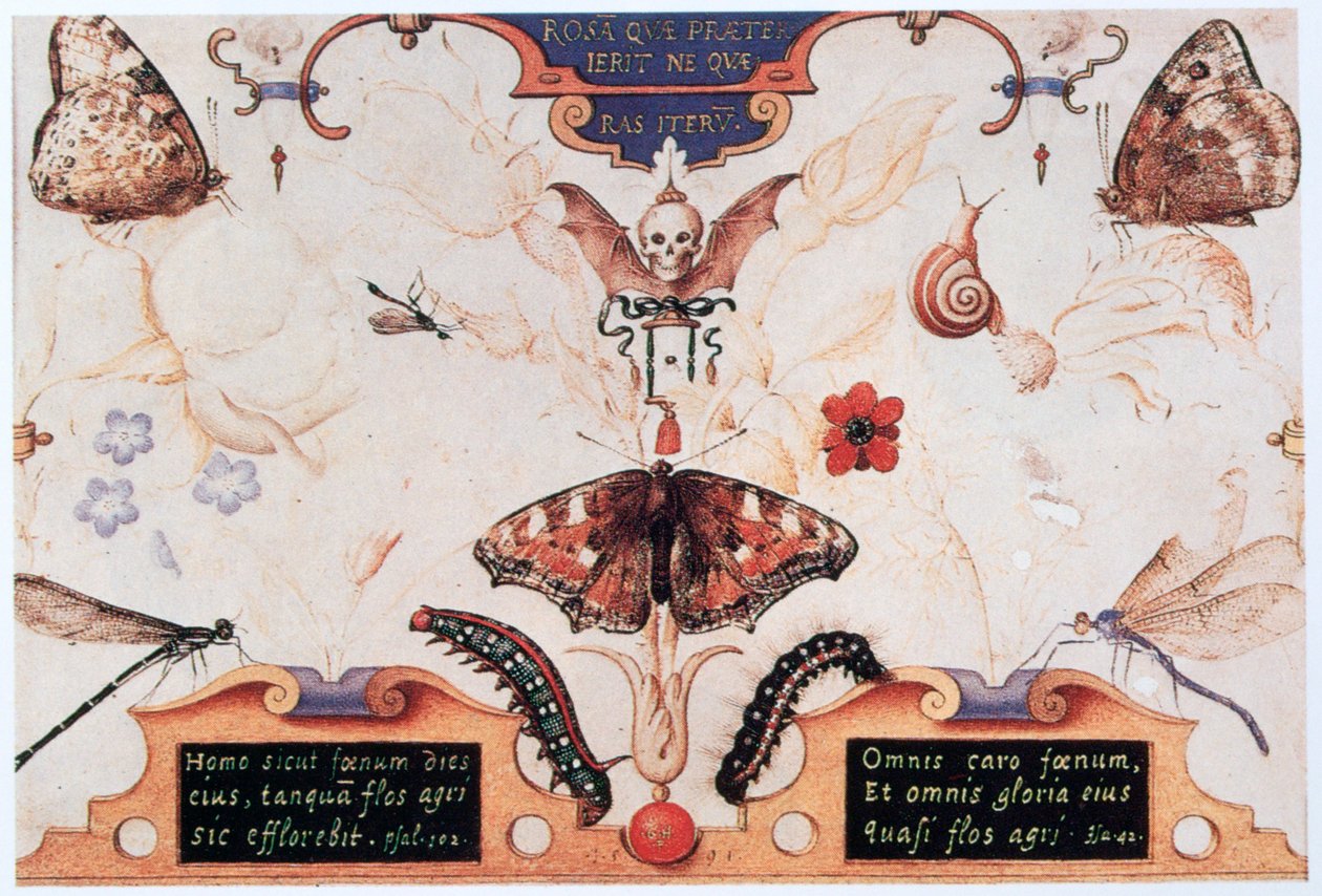 Diptych s květinami a hmyzem, 1591. od Joris Hoefnagel
