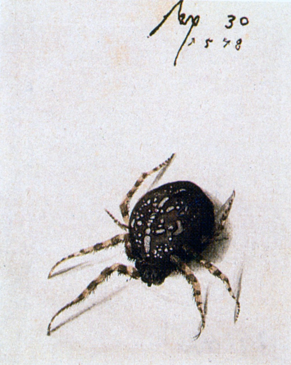 Samice pavouka, 1578 od Joris Hoefnagel