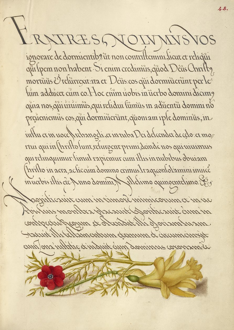 Bažantí oko a Buttercup od Joris Hoefnagel