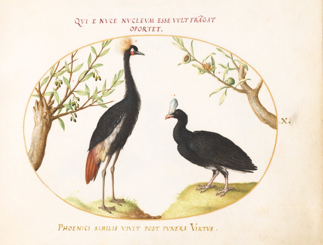 Talíř 10: Šedý jeřáb a Curassow s přilbou od Joris Hoefnagel