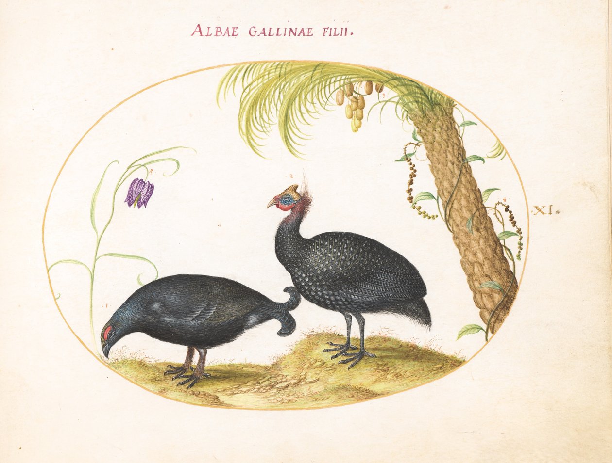 Talíř 11: Pár perliček s palmou a fritillarií od Joris Hoefnagel
