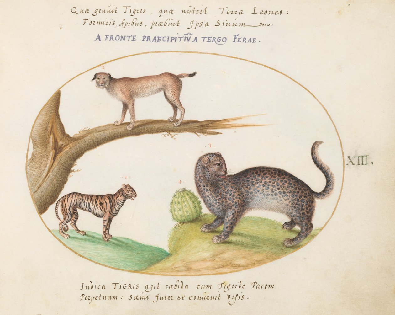 Talíř 13: Tygr, rys a jaguár(?) od Joris Hoefnagel