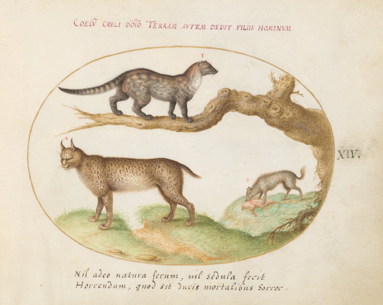 Talíř 14: Cibetka, rys a hyena od Joris Hoefnagel
