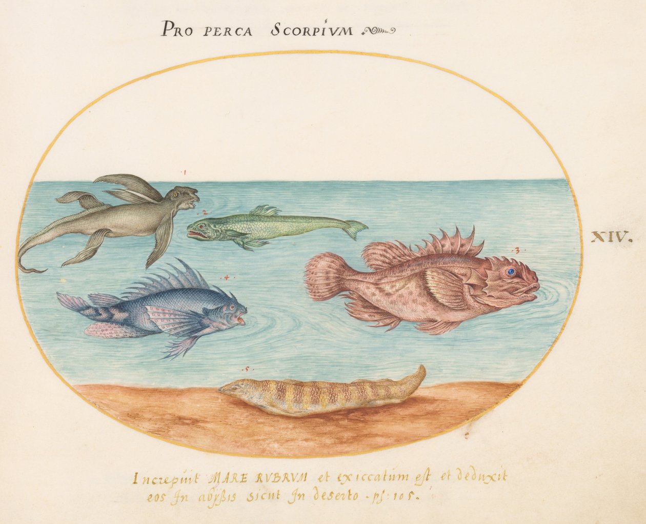 Platte 14: Ein "Meeraffe", zwei Skorpionfische und zwei andere Fische od Joris Hoefnagel