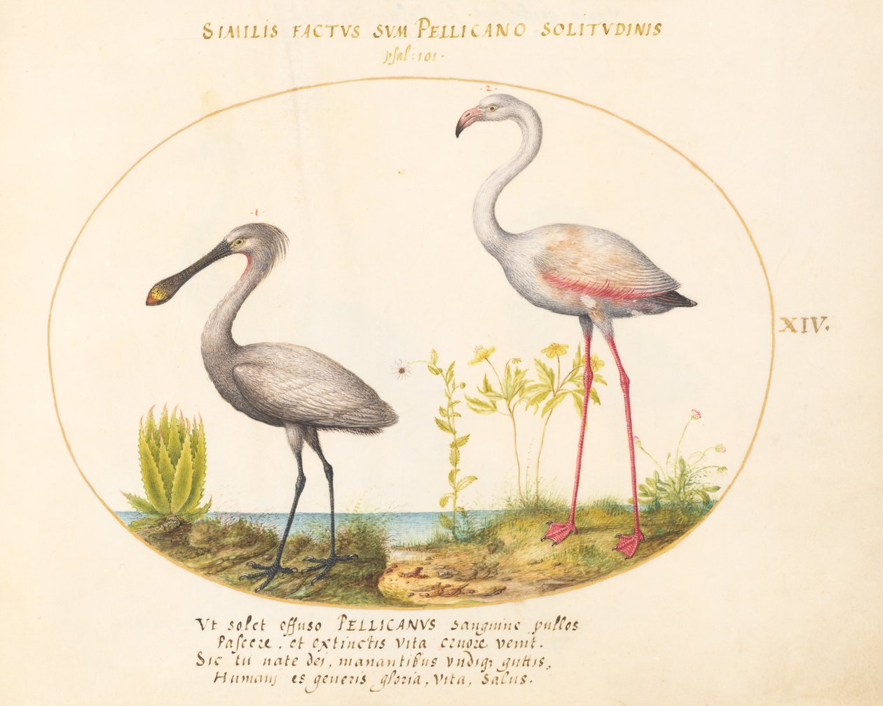 Talíř 14: Spoonbill Crane a Flamingo od Joris Hoefnagel