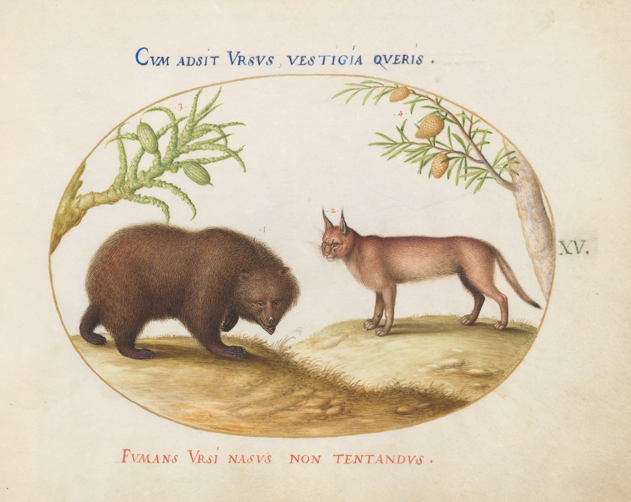 Talíř 15: Medvěd a rys (?) od Joris Hoefnagel