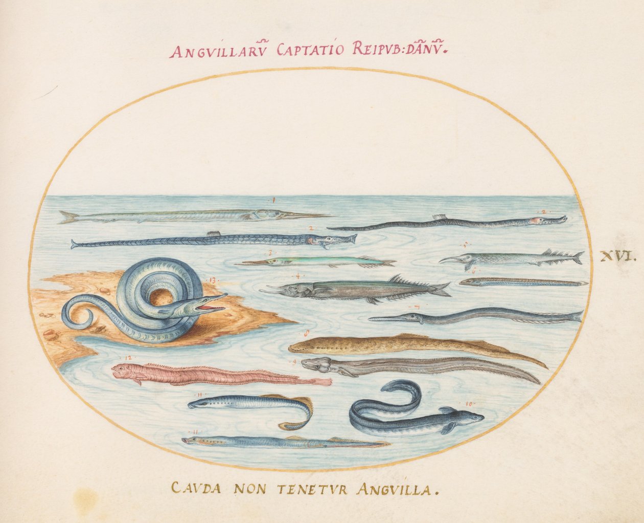 Talíř 16: Úhoři, Pipefish a Needlefish od Joris Hoefnagel
