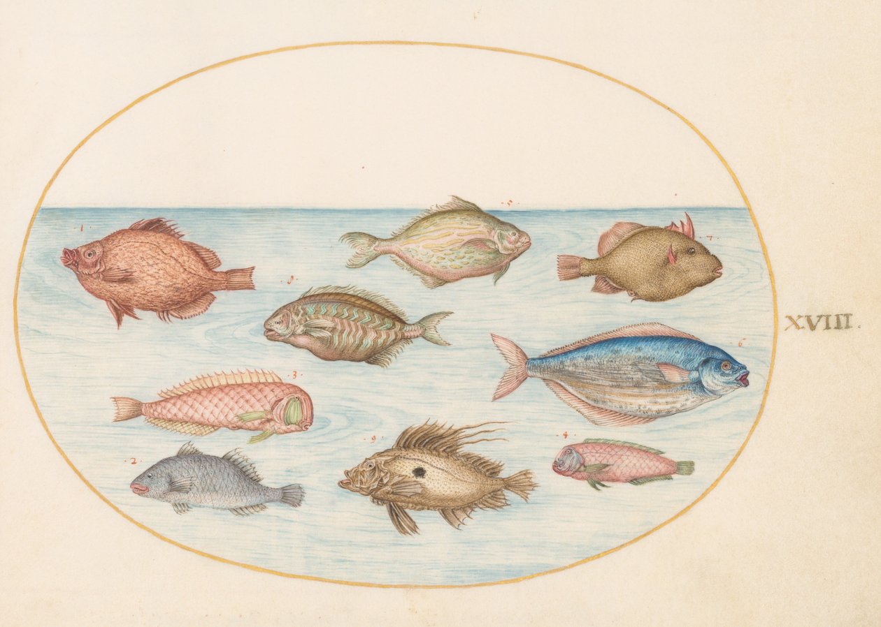 Talíř 18: Kanec, Razorfish, Butterfish, John Dory a Jiné ryby od Joris Hoefnagel