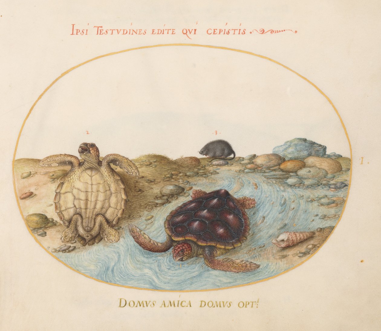 Plate 1: Turtles, a Muskrat, and Shells   1224900   cs       czech Successfully Translated  Original: Koeien Translat: Koeien 1391918 cs czech Successfully Translated Original: Gezicht op een ruïne te Rome Incerte cvivsdam rvine prospectvs (title on object od Joris Hoefnagel