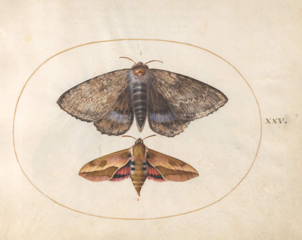 Talíř 25: Blue Underwing Moth a Spurge Hawk Moth od Joris Hoefnagel