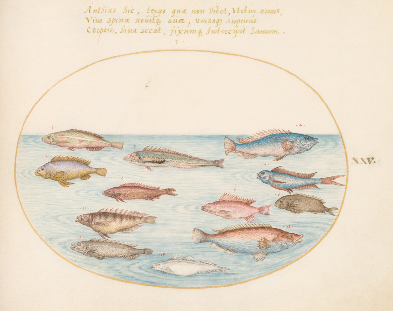 Talíř 25: Středozemní pyskoun duhový, jiný pyskoun, otakárek mořský (?), několik „Anthiae“ a jiné ryby od Joris Hoefnagel