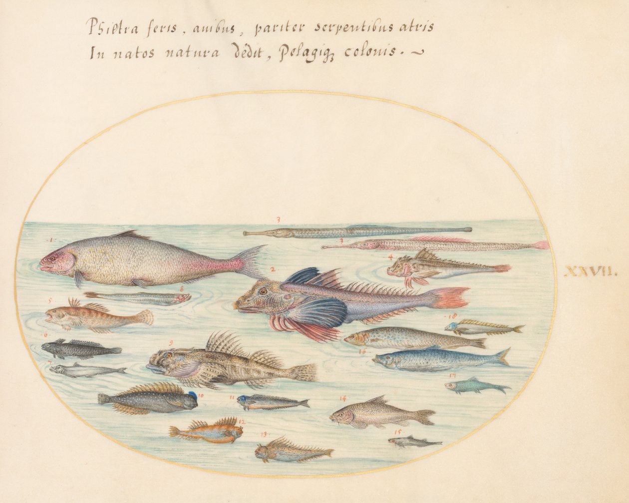 Talíř 27: Blennies, Scorpion Fish a Other Fish od Joris Hoefnagel